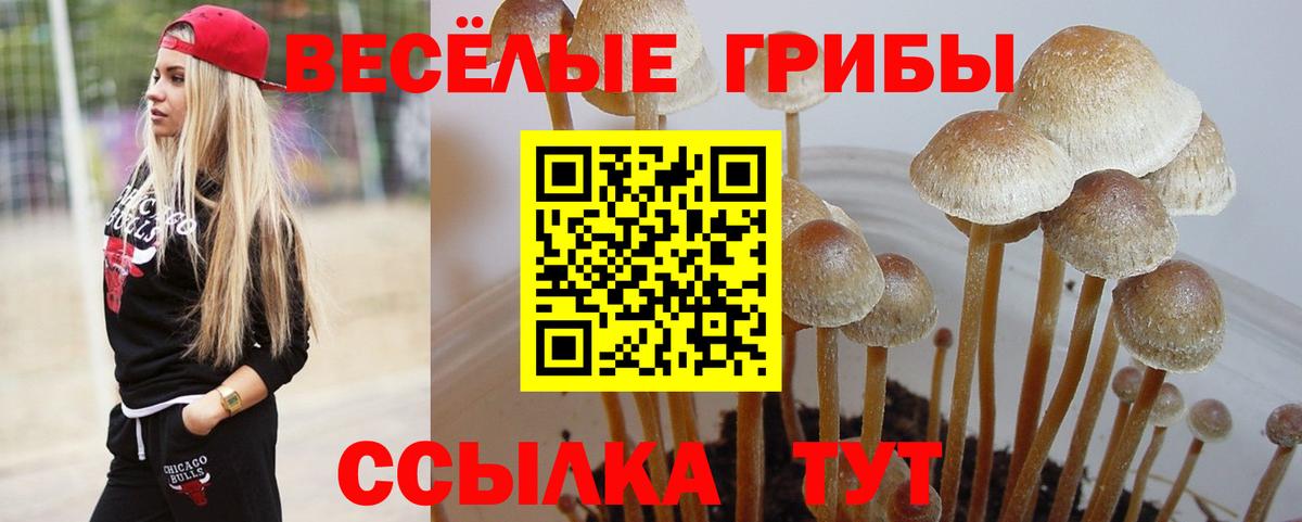 Псилоцибиновые грибы ЛСД  Вход с VPN  Новозыбков  Галлюциногенные грибы Psilocybe 